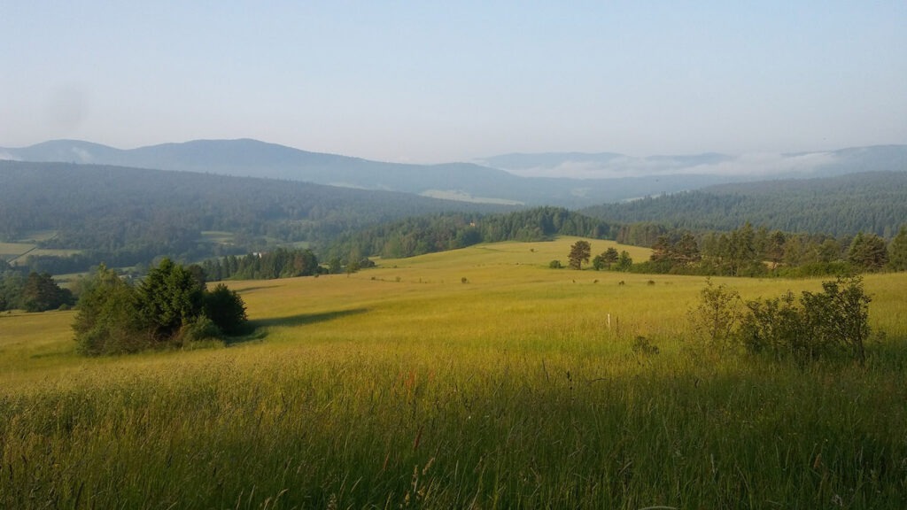 beskidzka fundacja dendryt2